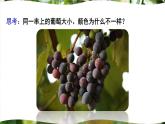 北师大版八年级生物上册课件 6.20.5 遗传与环境