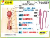 19.1《人的生殖和发育》课件