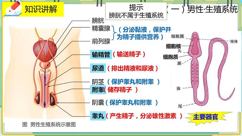 19.1《人的生殖和发育》课件03