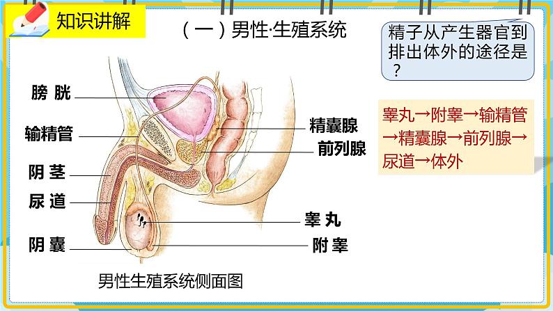19.1《人的生殖和发育》课件04