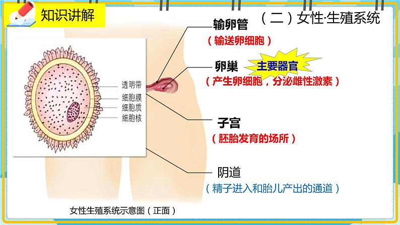 19.1《人的生殖和发育》课件05