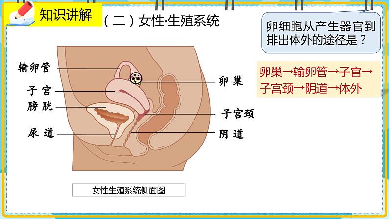 19.1《人的生殖和发育》课件06