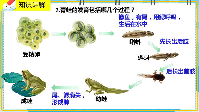 19.2.2《动物的生殖和发育》课件07