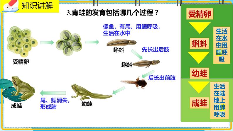 19.2.2《动物的生殖和发育》课件08