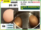 19.2.3《动物的生殖和发育》课件
