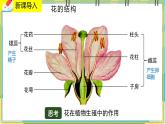 19.3《植物的生殖与发育》课件