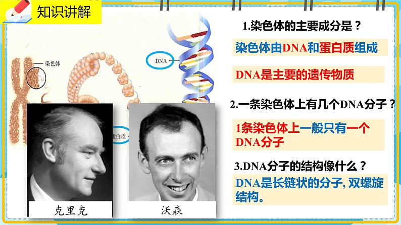 20.2《性状遗传的物质基础》课件06