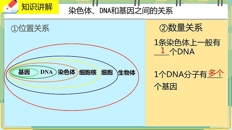 20.2《性状遗传的物质基础》课件08