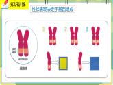 20.3《性状遗传有一定的规律性》课件