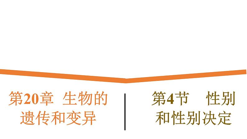 20.4《性别和性别决定》课件01