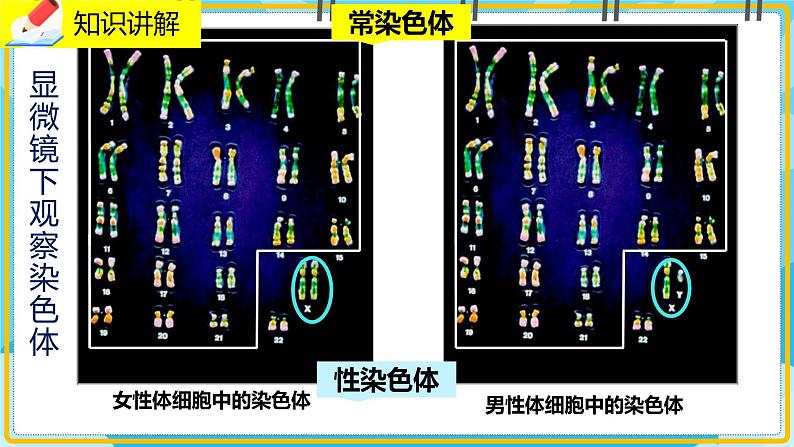 20.4《性别和性别决定》课件03