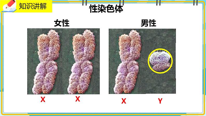 20.4《性别和性别决定》课件04