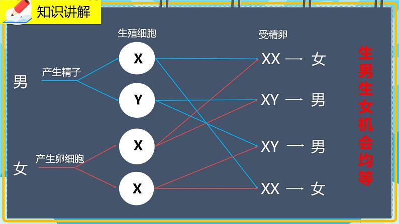 20.4《性别和性别决定》课件07