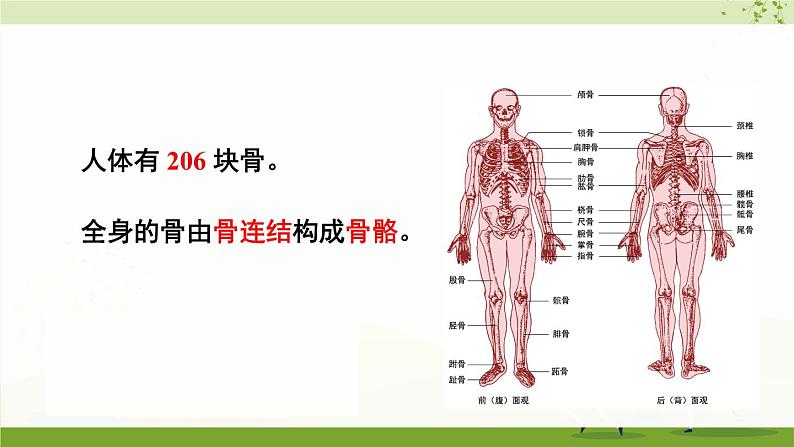 北师大版八年级生物上册课件 5.15.2 第2课时 骨骼、骨骼 肌和躯体运动的形成02