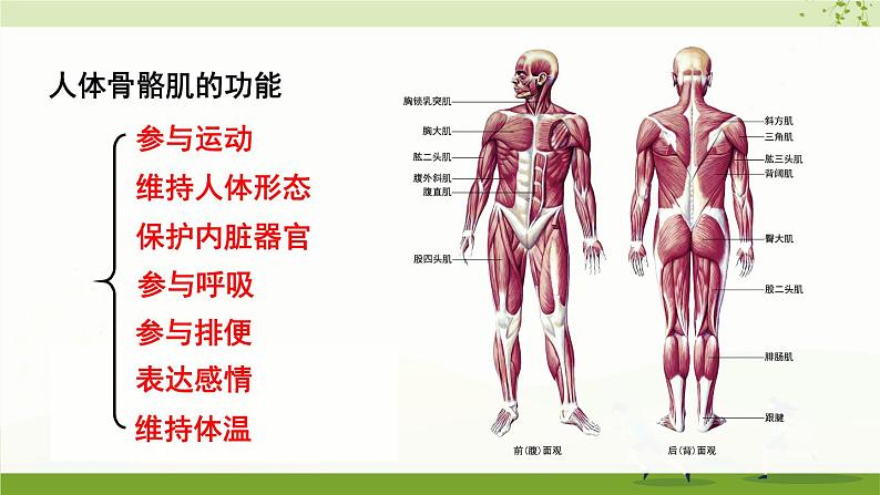 北师大版八年级生物上册课件 5.15.2 第2课时 骨骼、骨骼 肌和躯体运动的形成08