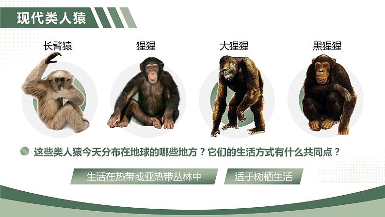 4.1.1《人的起源和发展》课件+素材07