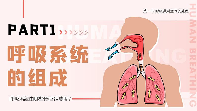 4.3.1《呼吸道对空气的处理》课件+素材05