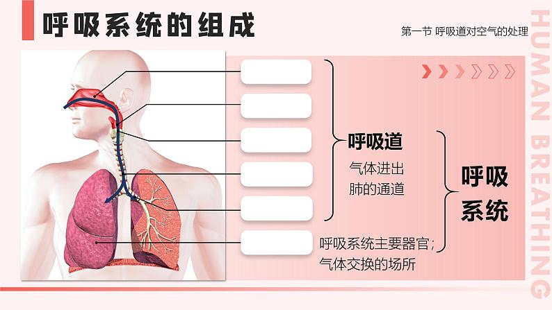 4.3.1《呼吸道对空气的处理》课件+素材07