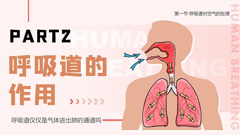 4.3.1《呼吸道对空气的处理》课件+素材08