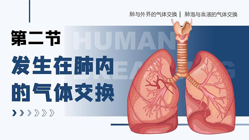 4.3.2《发生在肺内的气体交换》课件+素材01