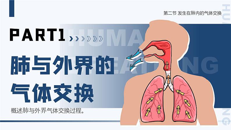 4.3.2《发生在肺内的气体交换》课件+素材05