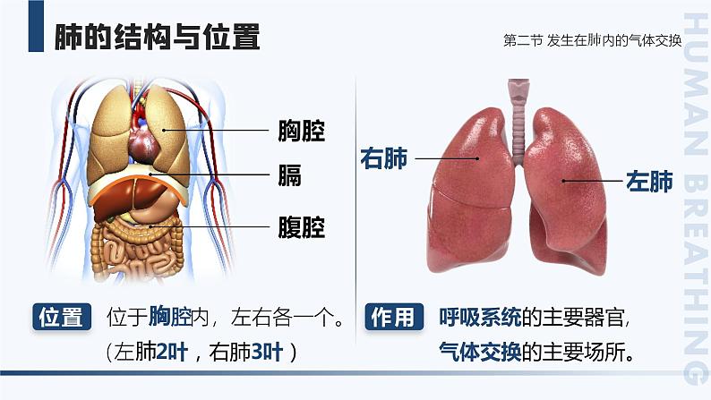 4.3.2《发生在肺内的气体交换》课件+素材06