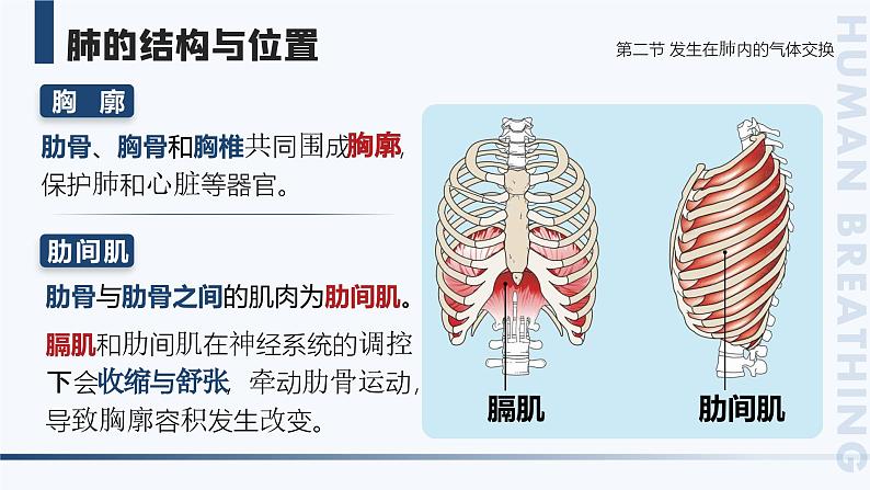 4.3.2《发生在肺内的气体交换》课件+素材07