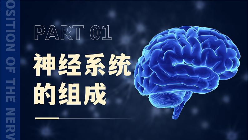 4.6.2《神经系统的组成》课件+素材04