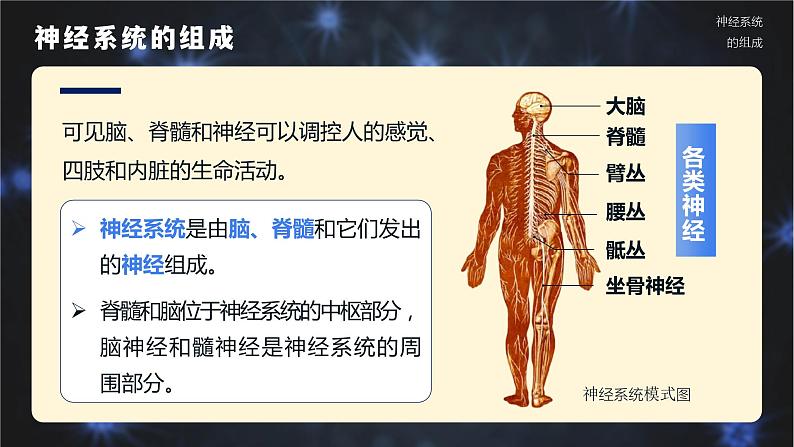 4.6.2《神经系统的组成》课件+素材07