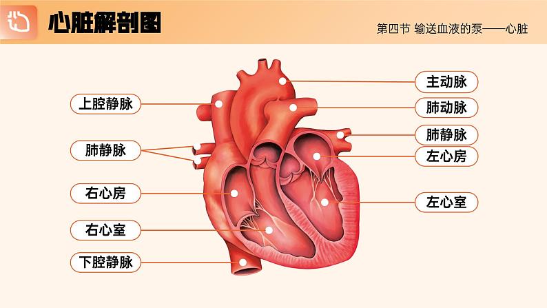 4.4.3《输送血液的泵—心脏》课件+素材08