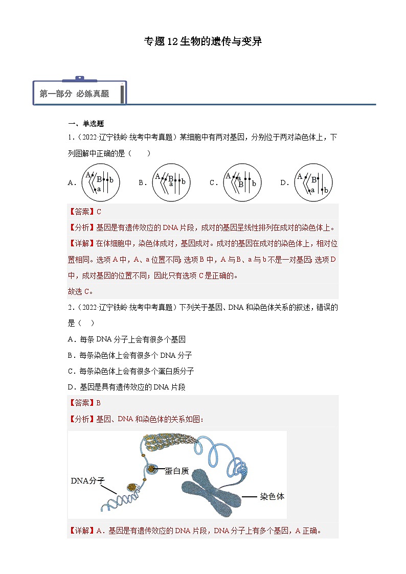 2023年中考生物专题复习12 生物的遗传与变异（答案）第1页