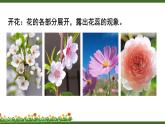 北师大版七年级上册生物教学课件 第6章 绿色开花植物的生活史 第3节 生殖器官的生长