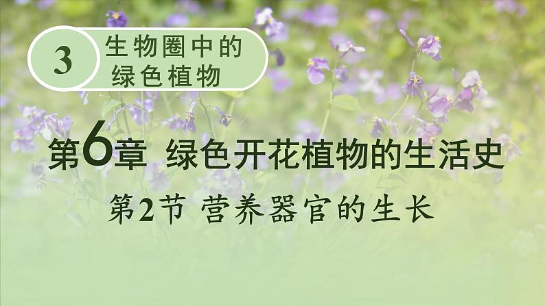 北师大版七年级上册生物教学课件 第6章 绿色开花植物的生活史 第2节 营养器官的生长第1页