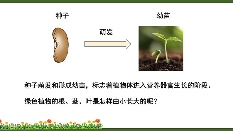 北师大版七年级上册生物教学课件 第6章 绿色开花植物的生活史 第2节 营养器官的生长第3页