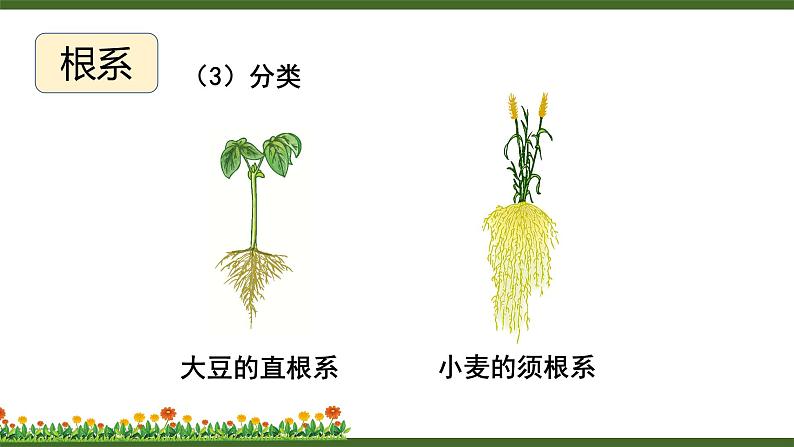 北师大版七年级上册生物教学课件 第6章 绿色开花植物的生活史 第2节 营养器官的生长第6页