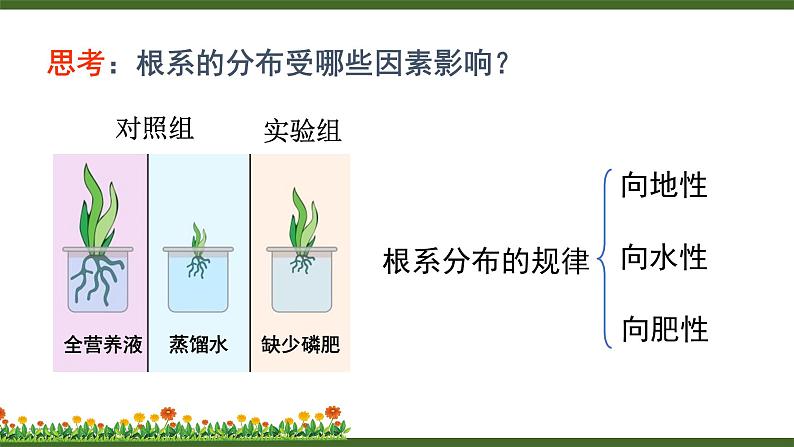 北师大版七年级上册生物教学课件 第6章 绿色开花植物的生活史 第2节 营养器官的生长第7页