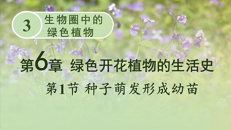 北师大版七年级上册生物教学课件 第6章 绿色开花植物的生活史 第1节 种子萌发形成幼苗第1页