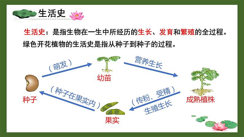 北师大版七年级上册生物教学课件 第6章 绿色开花植物的生活史 第1节 种子萌发形成幼苗第2页