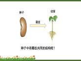 北师大版七年级上册生物教学课件 第6章 绿色开花植物的生活史 第1节 种子萌发形成幼苗