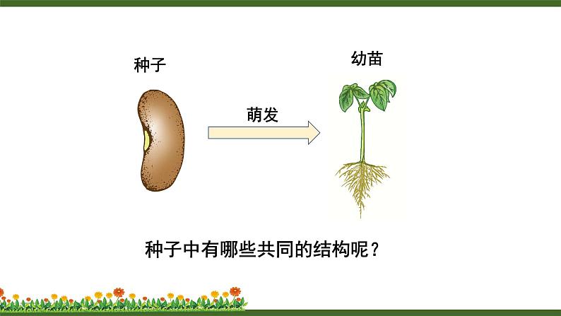 北师大版七年级上册生物教学课件 第6章 绿色开花植物的生活史 第1节 种子萌发形成幼苗第5页