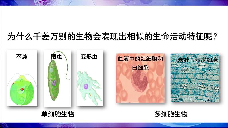 北师大版七年级上册生物教学课件 第3章 细胞 第1节 细胞的基本结构和功能 第1课时 光学显微镜的使用方法 动物细胞02