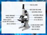 北师大版七年级上册生物教学课件 第3章 细胞 第1节 细胞的基本结构和功能 第1课时 光学显微镜的使用方法 动物细胞