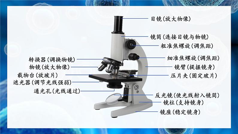 北师大版七年级上册生物教学课件 第3章 细胞 第1节 细胞的基本结构和功能 第1课时 光学显微镜的使用方法 动物细胞05