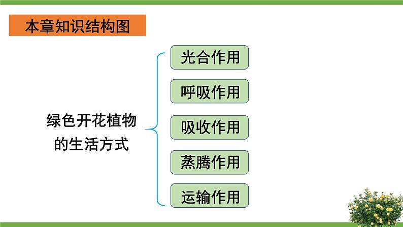 北师大版七年级上册生物教学课件 第3单元 生物圈中的绿色植物 单元复习02