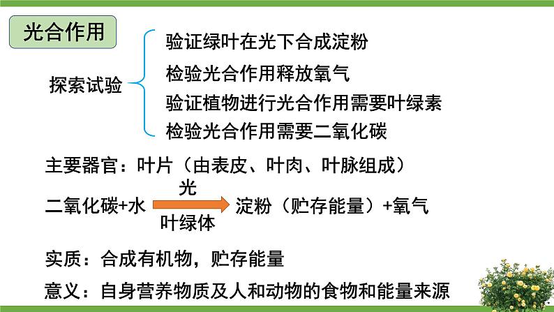 北师大版七年级上册生物教学课件 第3单元 生物圈中的绿色植物 单元复习03