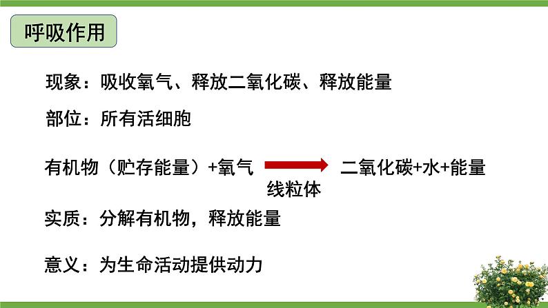 北师大版七年级上册生物教学课件 第3单元 生物圈中的绿色植物 单元复习04