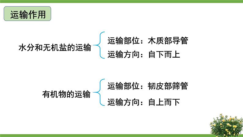 北师大版七年级上册生物教学课件 第3单元 生物圈中的绿色植物 单元复习07