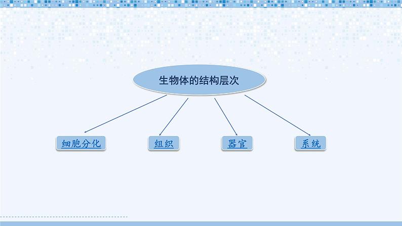 北师大版七年级上册生物教学课件 第2单元 生物体的结构 单元复习03