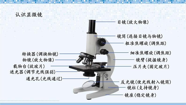 北师大版七年级上册生物教学课件 第2单元 生物体的结构 单元复习04