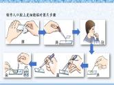 北师大版七年级上册生物教学课件 第2单元 生物体的结构 单元复习